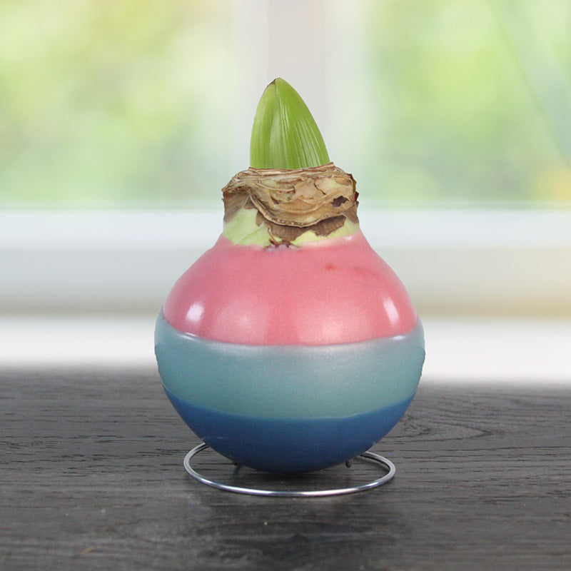 Pastel Egg Waxed Amaryllis Flower Bulb with Stand， Grow Real Blooming Indoor Spring Flowers， No Water Needed