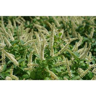 PROVEN WINNERS 4.5 in. Qt. Fizzy Mizzy Sweetspire (Itea) Live Plant Shrub White Flowers ITEPRC1037800
