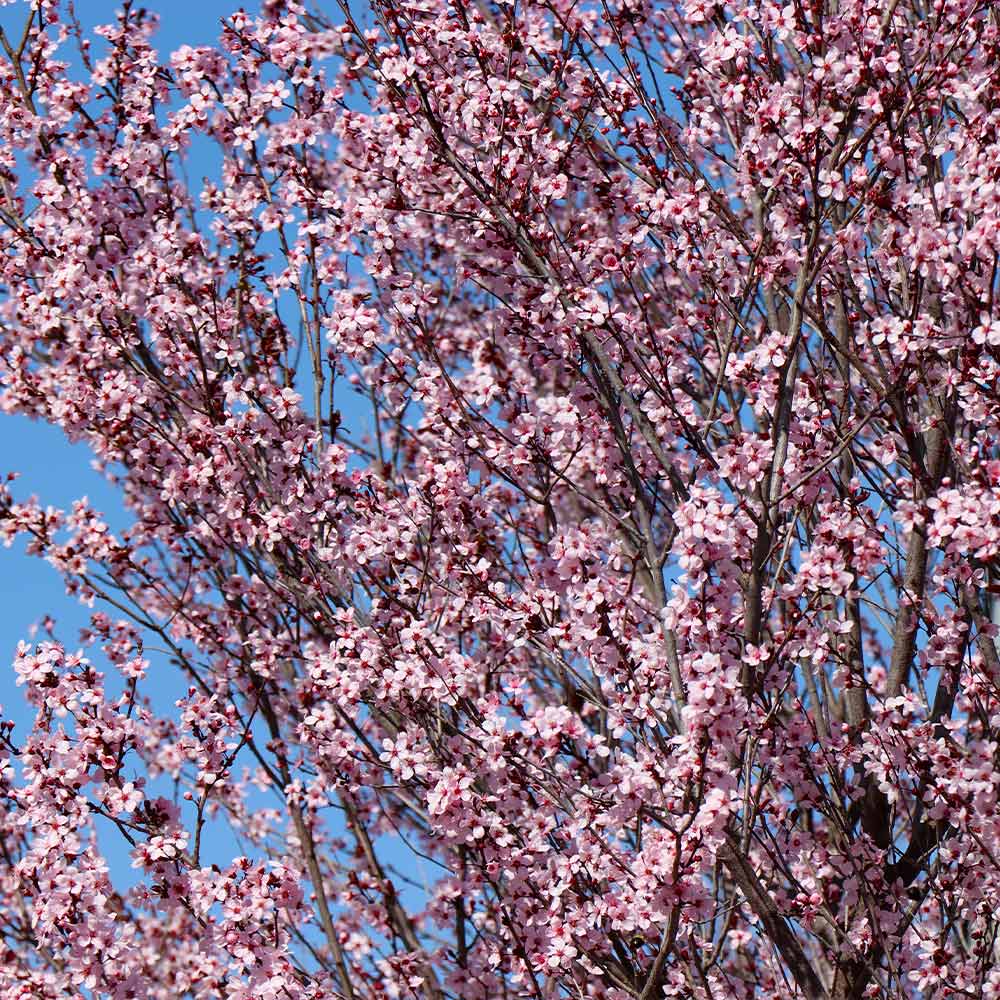 Newport Flowering Plum