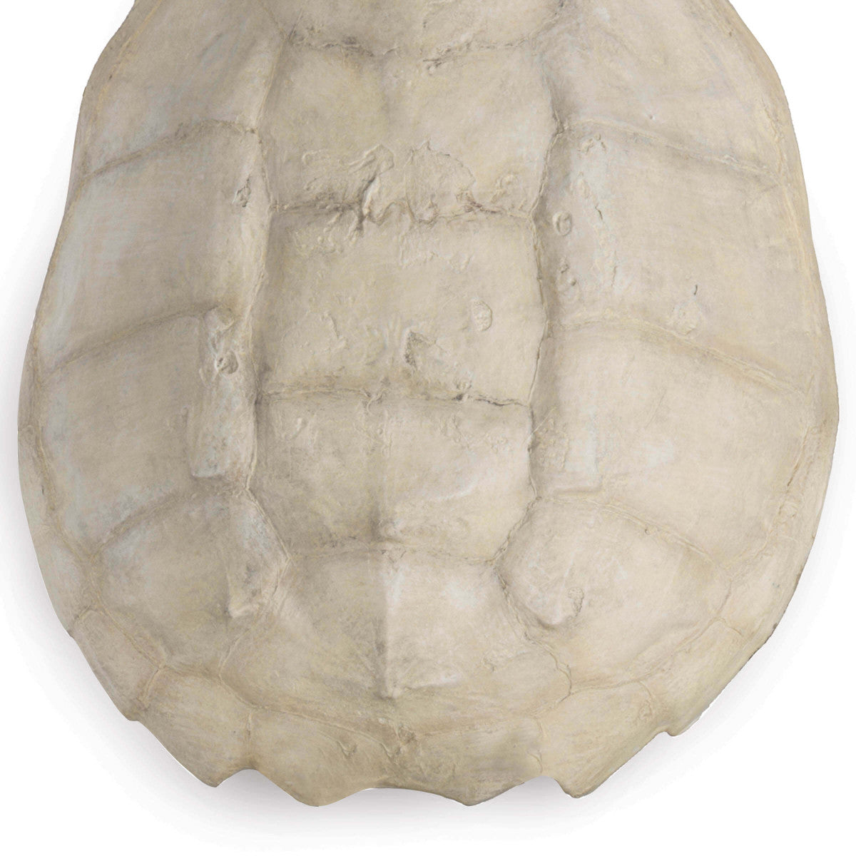 Turtle Shell Accessory in Various Colors