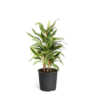 Brighter Blooms 3 Gal. Cordyline Rising Sun Plant COR-SUN3