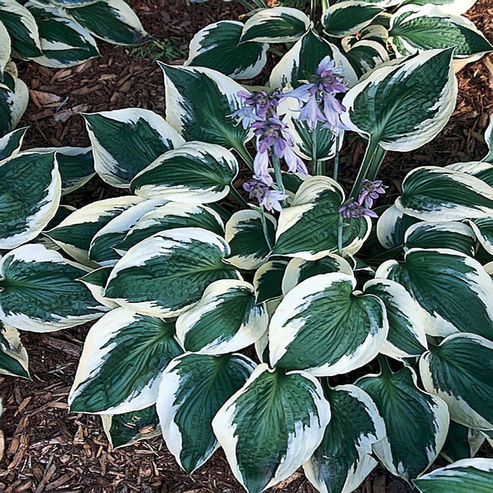 METROLINA GREENHOUSES 2.5 Qt. Patriot Variegated Hosta Plant 61