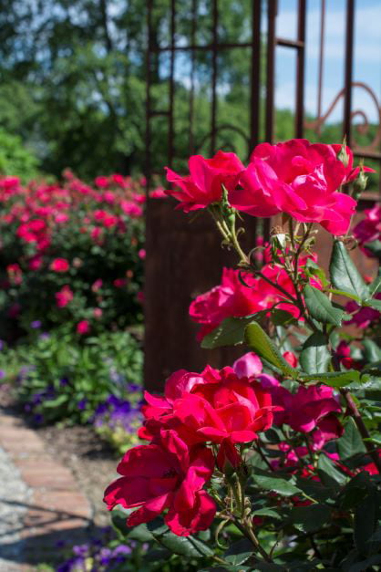 Bareroot Red Knock Out® Rose with Red Blooms - Live Plants - 2 Piece