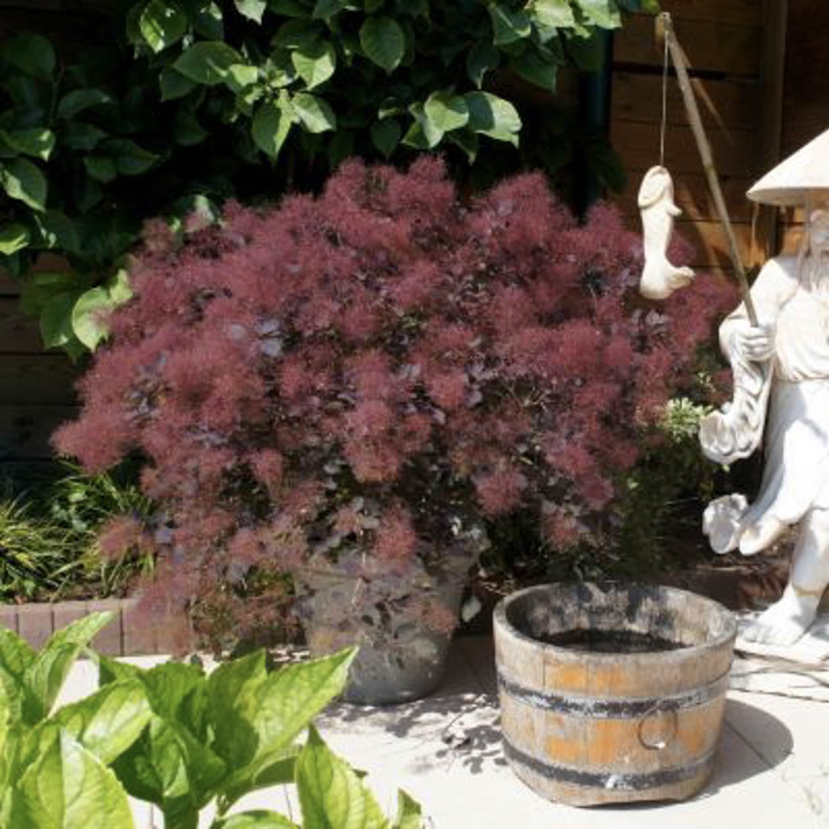 Dusky Maiden Smoketree (Cotinus)， Deciduous Bare Root Starter Flowering Shrub (1-Pack)