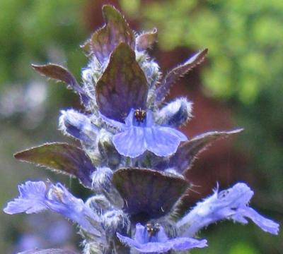 Classy Groundcovers - Ajuga reptans 'Catlin's Giant'  {25 Pots - 3 1/2 inch Square}