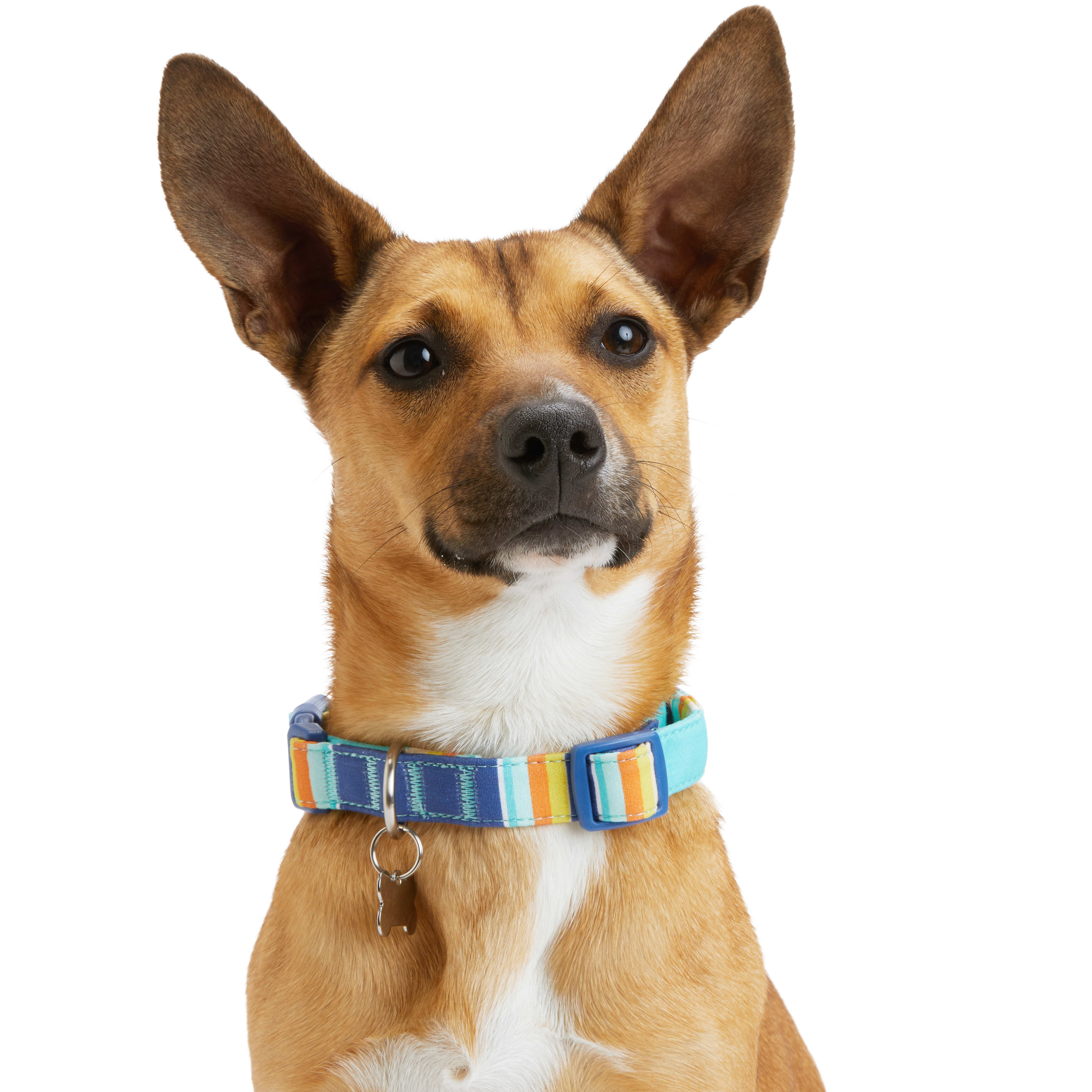 YOULY Blue/Orange Stripe Dog Collar， Small