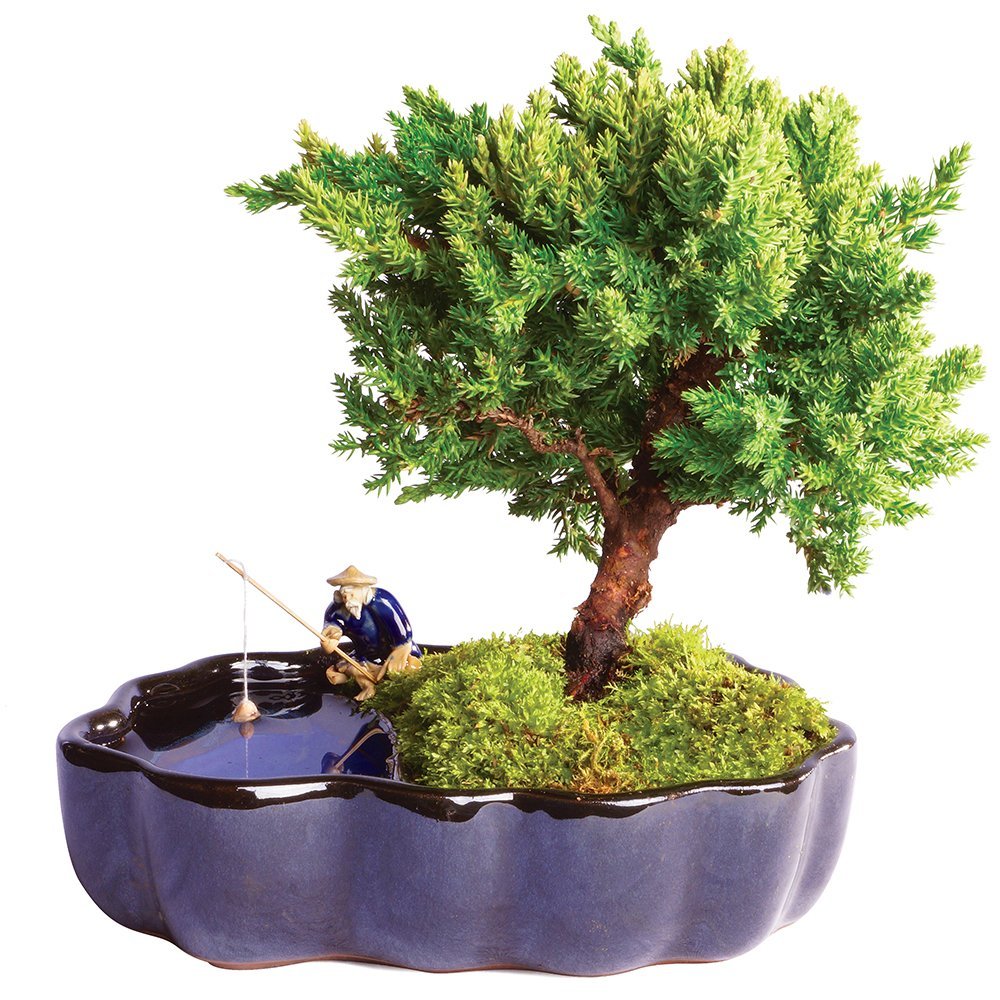 Brussel's Green Mound Juniper Bonsai in Zen Reflections Pot - Not Available in California