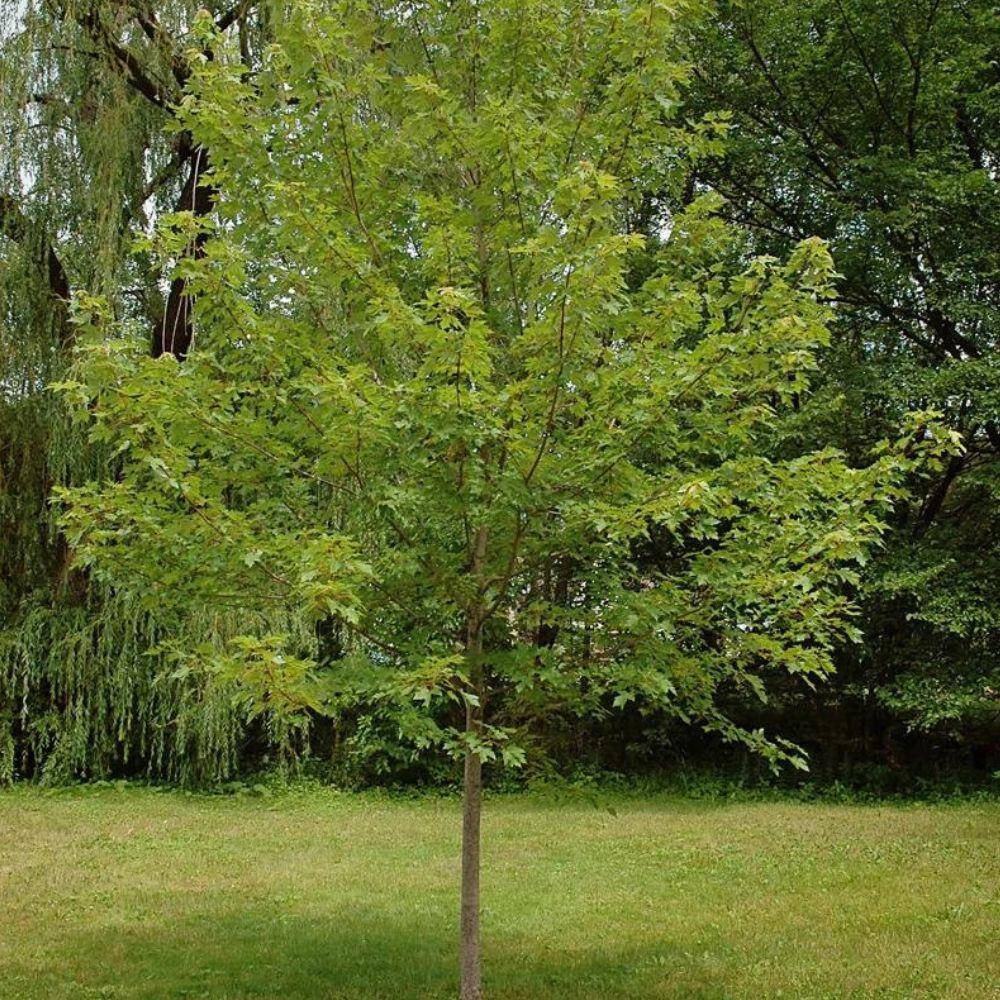 7 Gal. Autumn Blaze Maple Shade Tree MAPABL07G