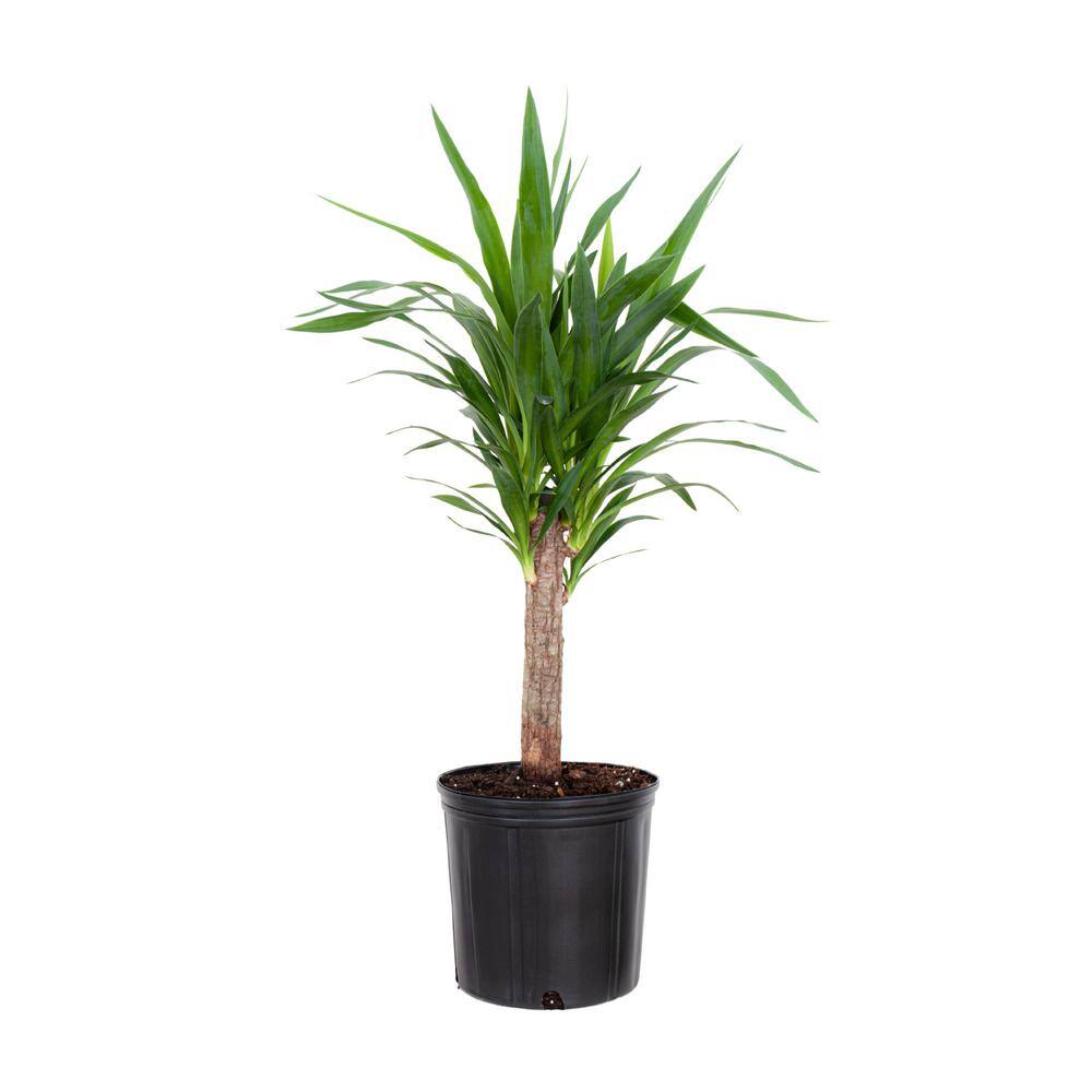 United Nursery Yucca Cane Plant in 9.25 inch Grower Pot 21955