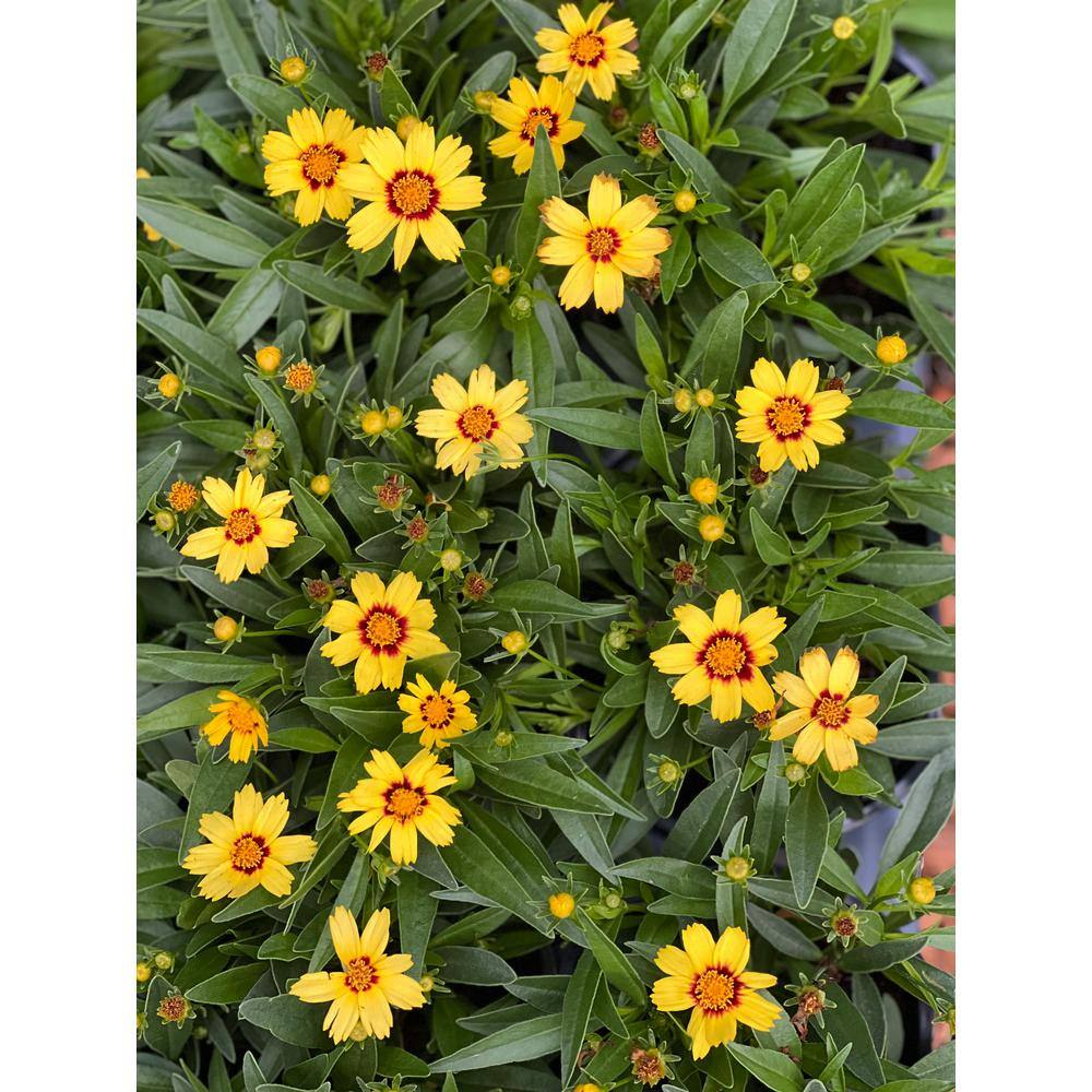 Pure Beauty Farms 2.5 qt. Coreopsis Plant Uptick Yellow and Red in Grower's Pot (2-Packs) DC1GCOREYELL2