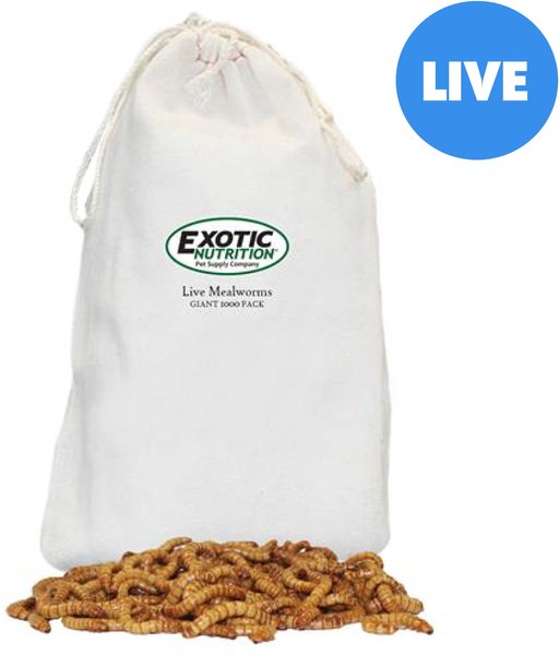 Exotic Nutrition Live Mealworms