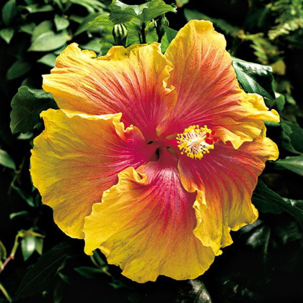 Hibiscus ‘The Path’ (Hibiscus sinensis) Flower Shrub， Blue Flowers Hardy Korean Rose of Sharon Starter 25+ seeds pack