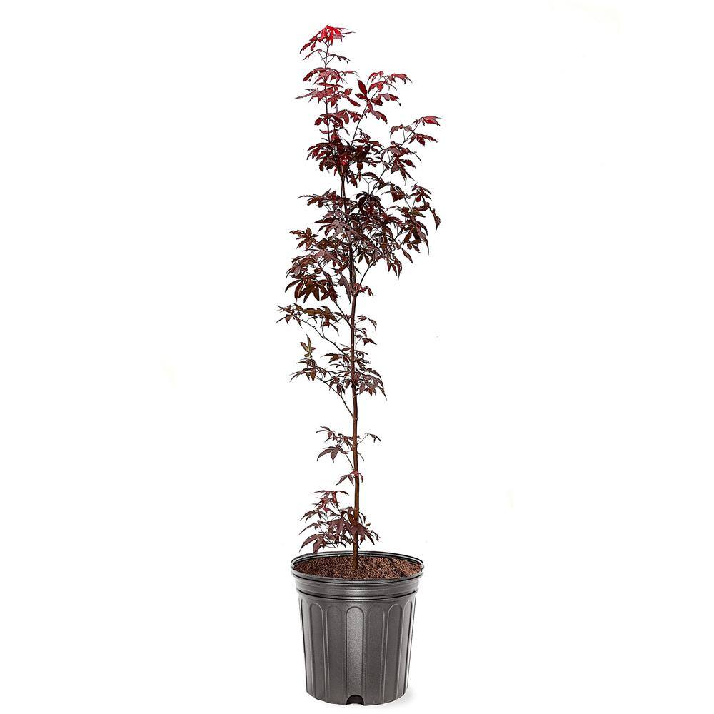 #1 Windmill Palm (2-Pack) THD00097