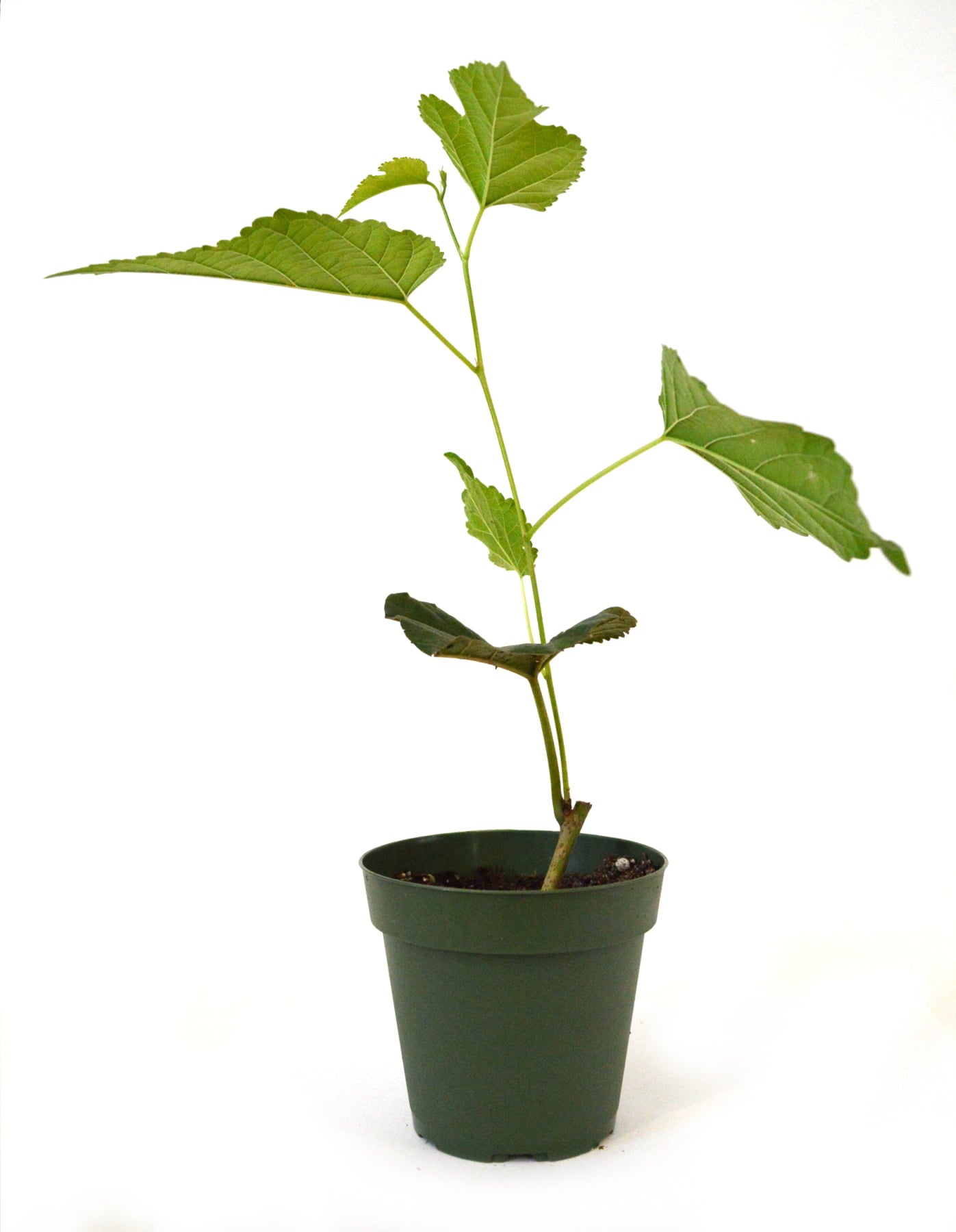 9GreenBox - Dwarf Black Mulberry 4'' Pot