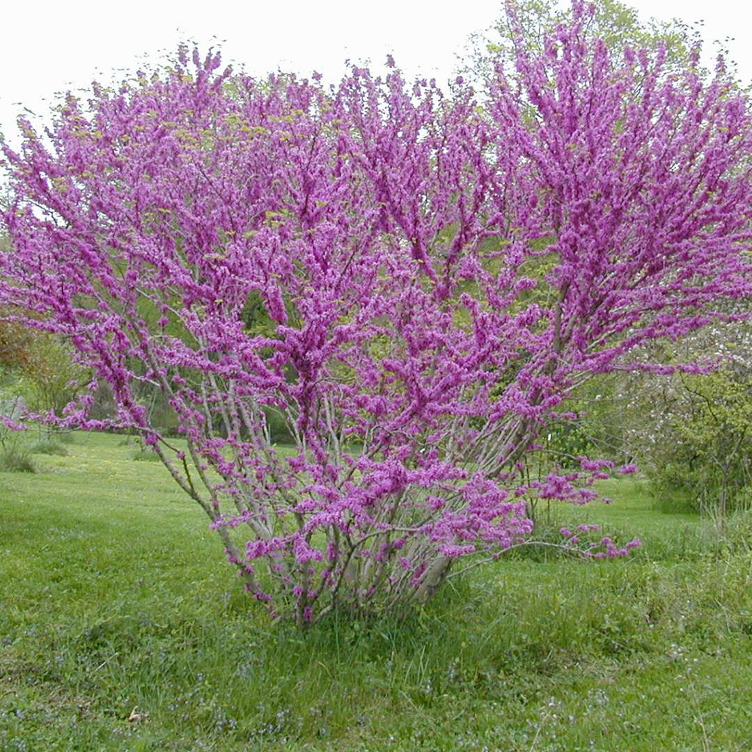 Dwarf Don Egolf Redbud Tree