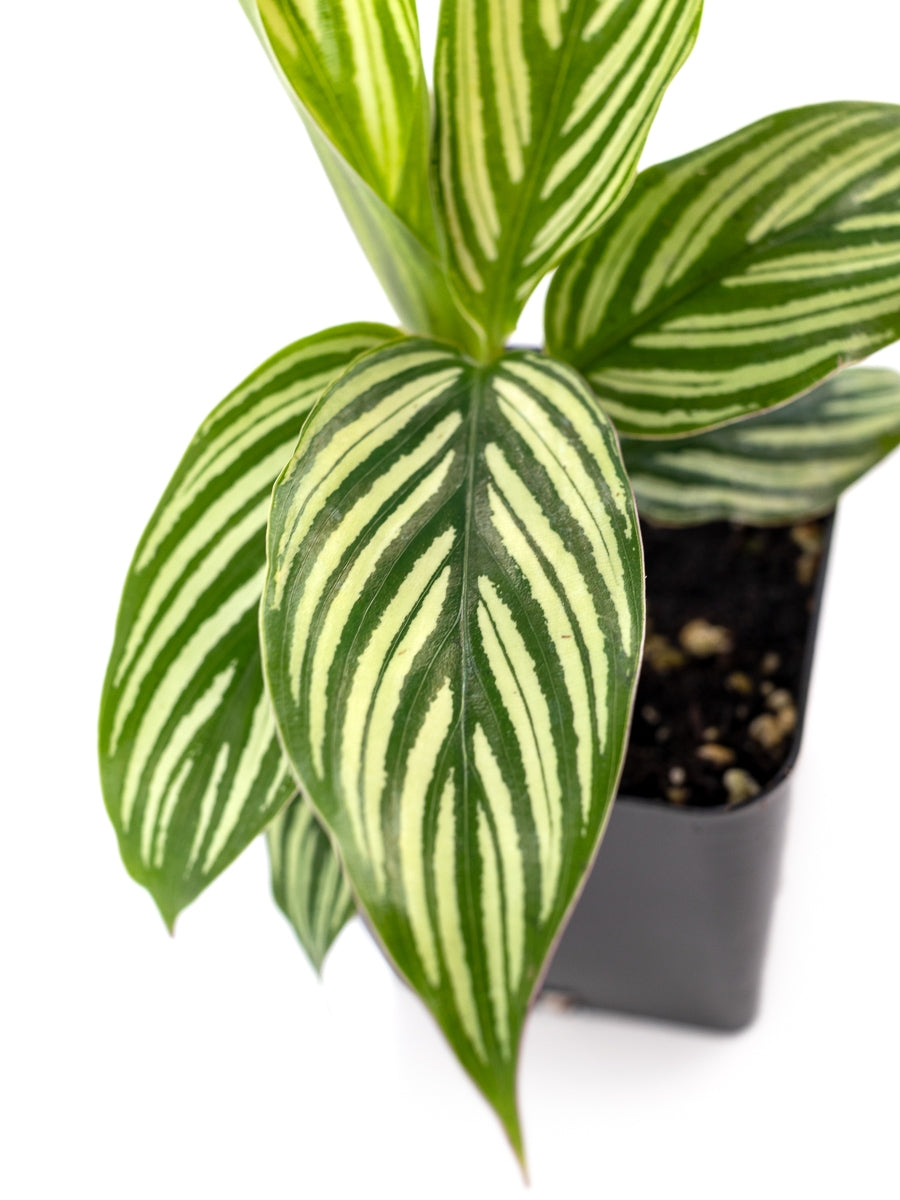 Josh's Frogs Calathea elliptica 'Vittata' Prayer Plant