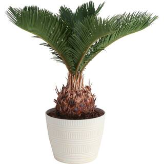 Costa Farms Cycas Revoluta Sago Palm Indoor Plant in 6 in. White Pot Average Shipping Height 1-2 ft. CO.RV06.3.CYL