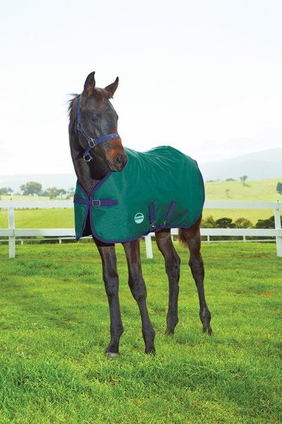 WeatherBeeta 1200D Foal Standard Neck Medium II Horse Blanket