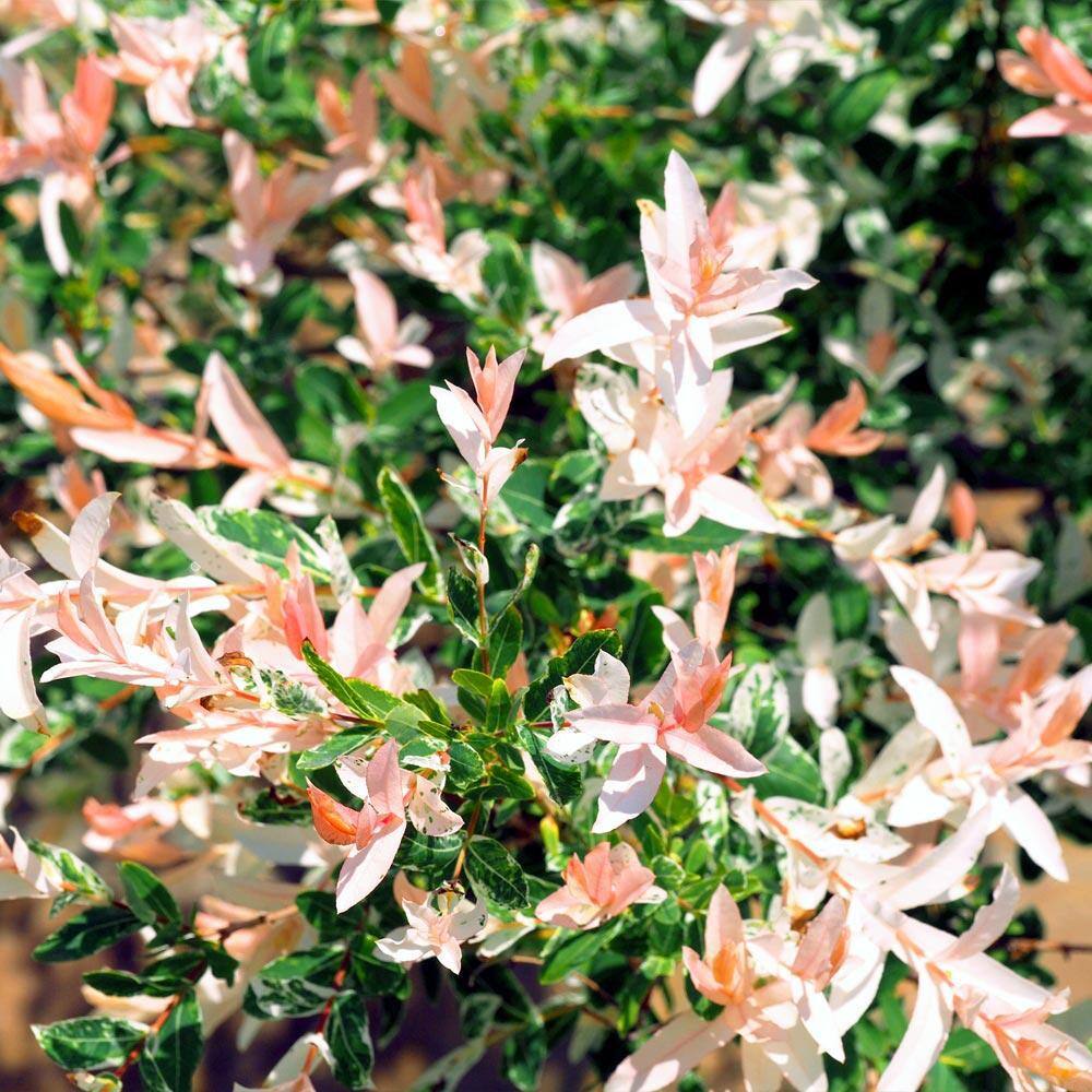 Brighter Blooms 2 Gal. Flowering Tri-Color Willow Shrub with White Blooms WIL-TRI2