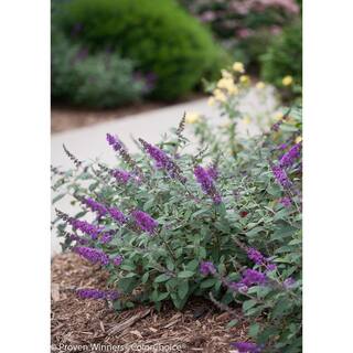 PROVEN WINNERS 4.5 in. Qt. Lo and behold 'Blue Chip Jr.' Butterfly Bush (Buddleia) Live Shrub Blue-Purple Flowers BUDPRC1177800