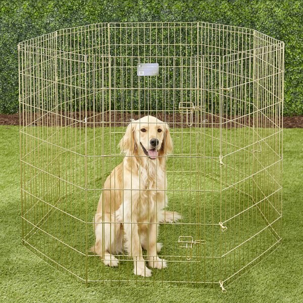 MidWest Wire Dog Exercise Pen with Step-Thru Door， Gold Zinc