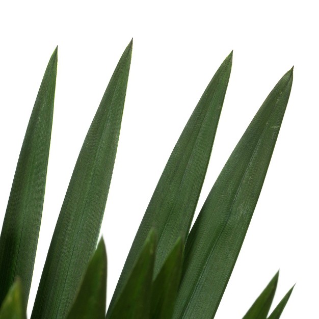 Green Papyrus， Xl 6 Stem Bunch， Preserved