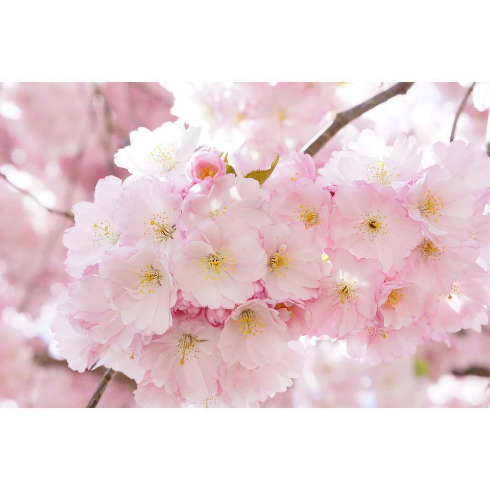 Online Orchards 3 ft. Accolade Cherry Blossom Tree with Translucent Seashell Shaped Flowers FLCH204