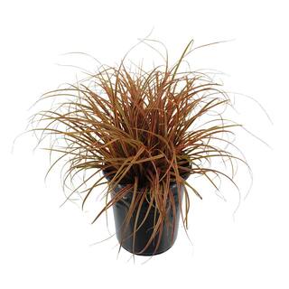 2.5 qt. Perennial Grass Uncinia Rubra Belinda's Find 1484