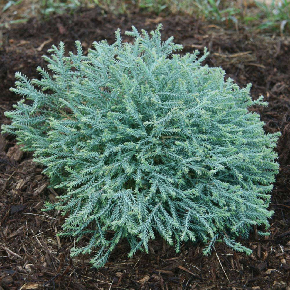 SOUTHERN LIVING 2 Gal. Pancake Arborvitae Shrub with Low-Growing Blue-Green Foliage 55382