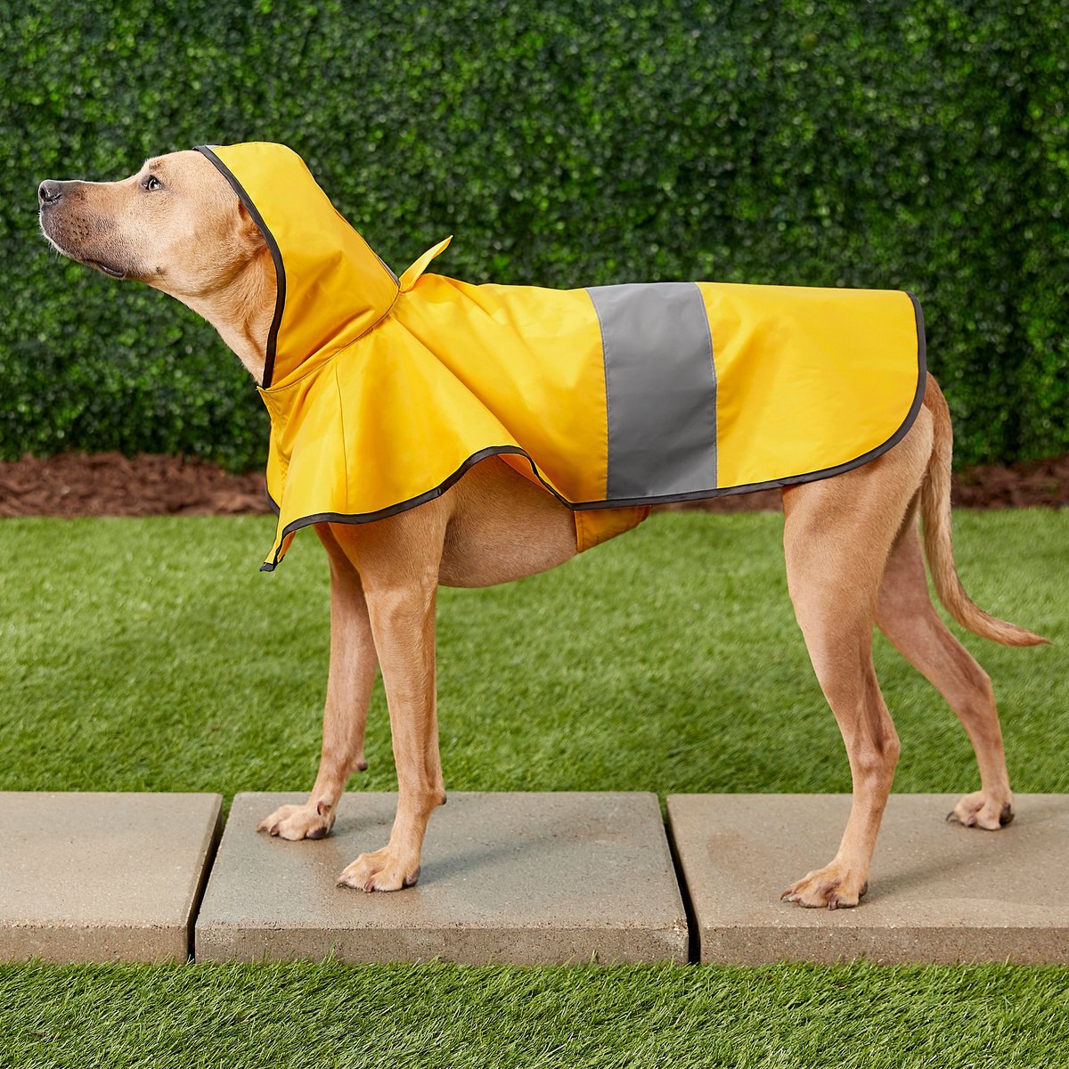 Frisco Rainy Days Dog Raincoat