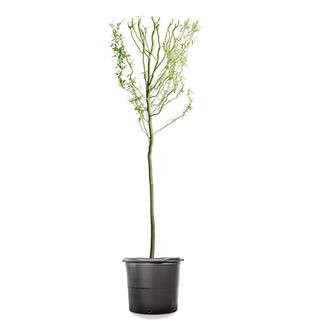 5 ft. to 6 ft. Tall Corkscrew Willow Tree Fully Rooted in 5 Gal. Grower's Pot Unique Curly Foliage THD00602