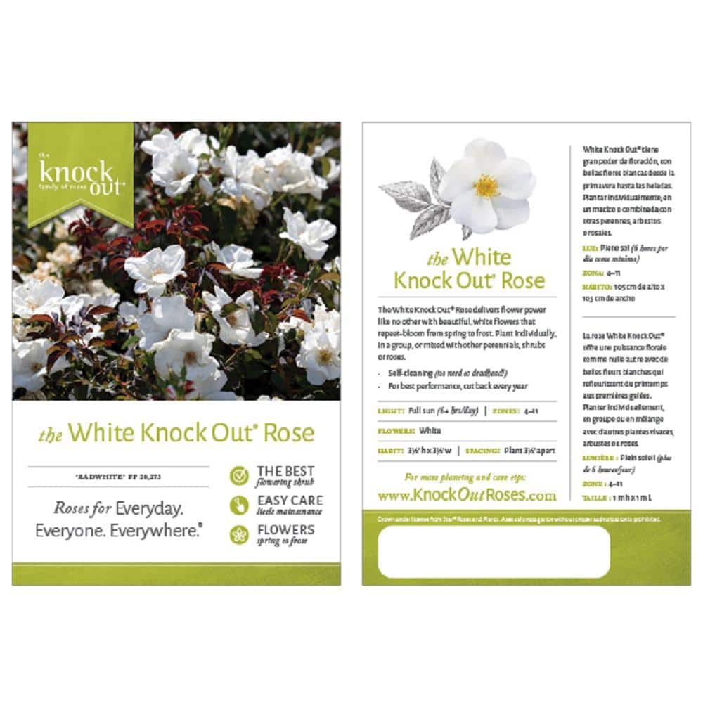 KNOCK OUT Dormant Bareroot White Knock Out Own Root Rose Bush with White Flowers 93210