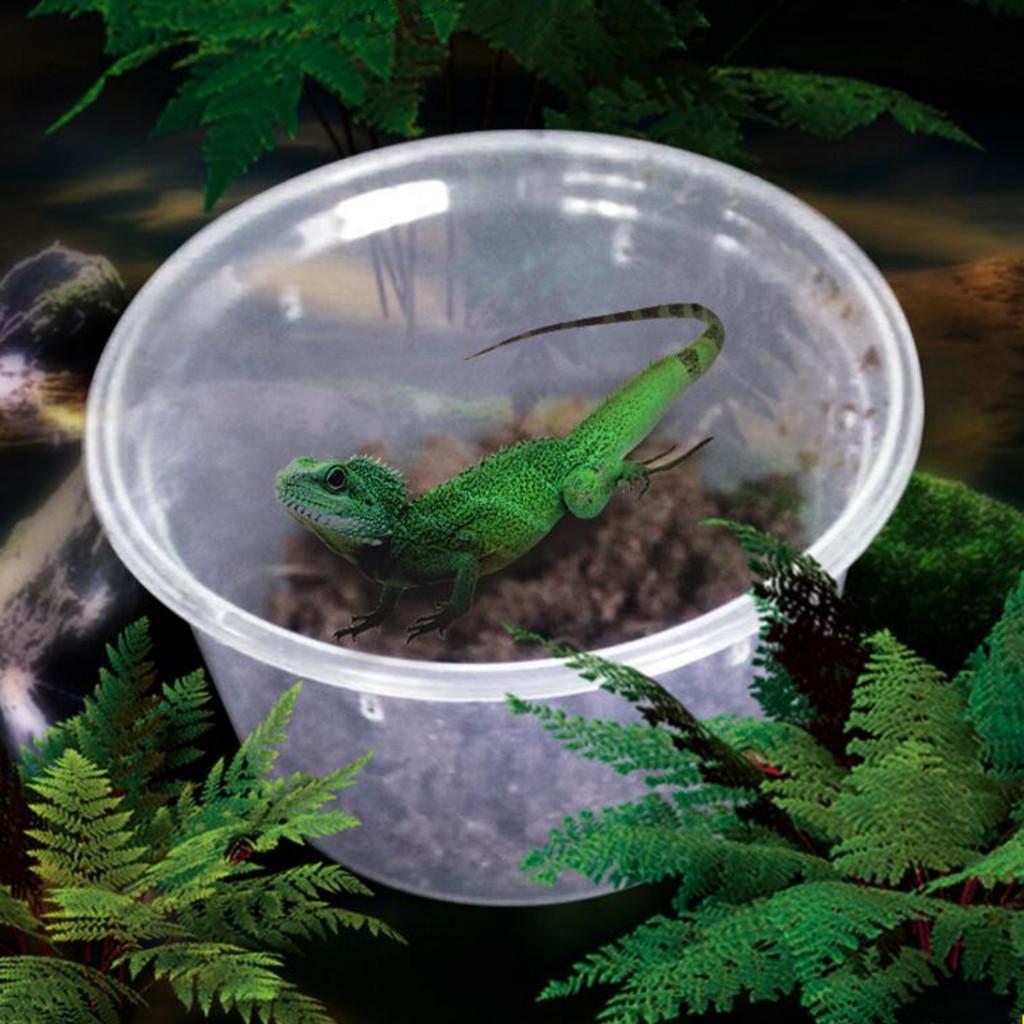 10Pcs Feeding Container Reptiles Spider Breeding Tanks Box