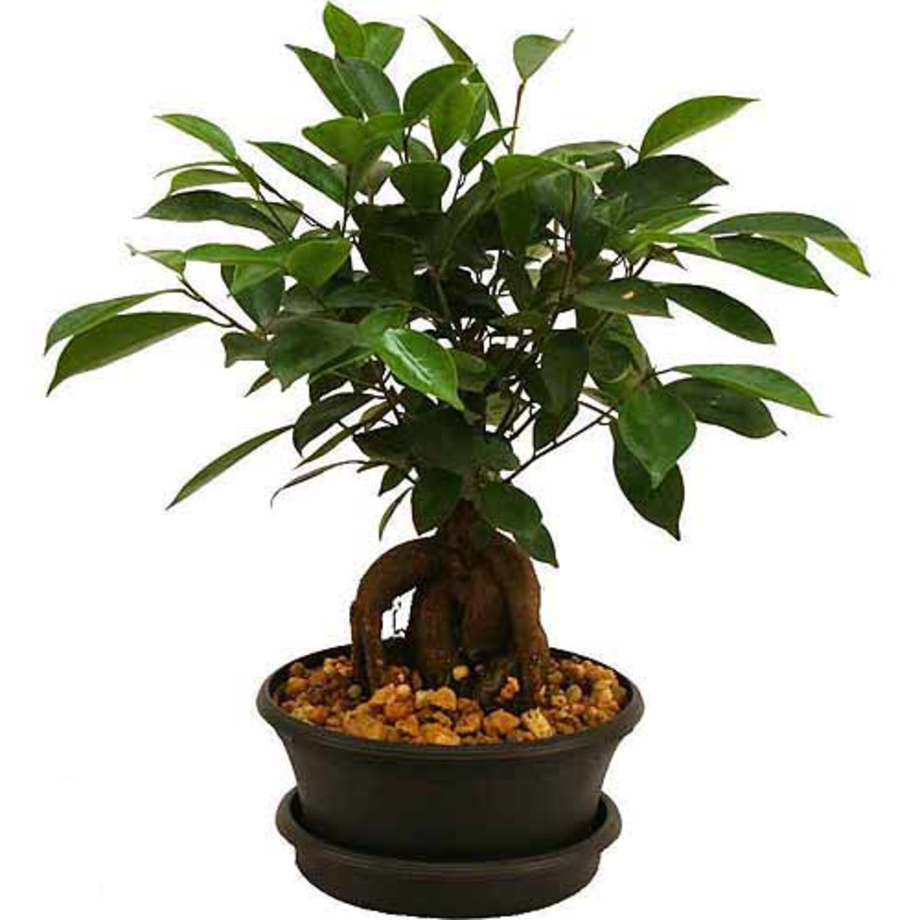 Costa Farms  Live Indoor 21in. Tall Green Bonsai; Bright， Indirect Sunlight Plant in 6in. Grower Pot