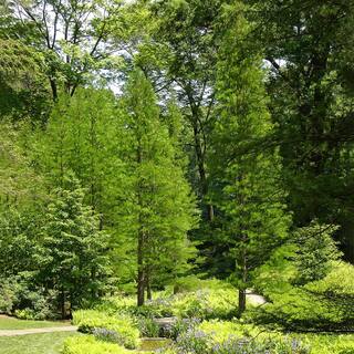 1 Gal. Bald Cypress Deciduous Tree CYPBAL01G