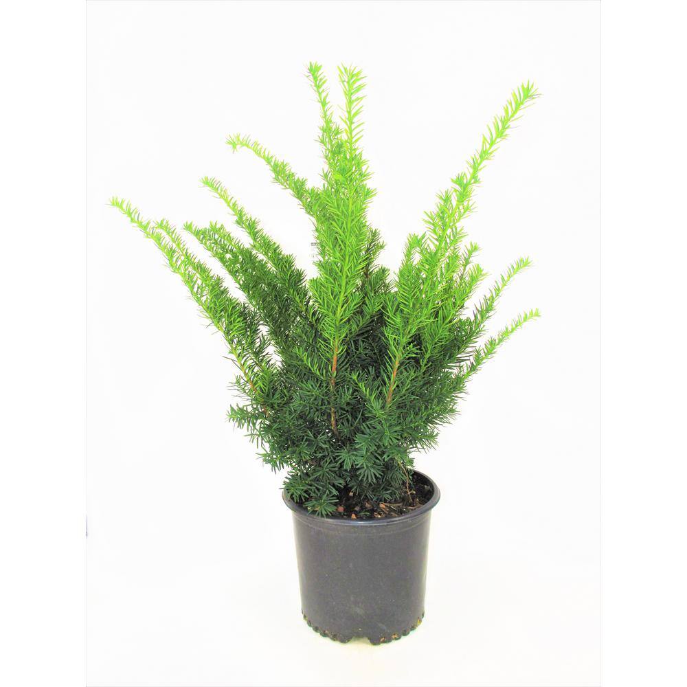 BELL NURSERY 3 Gal. Densiformis Yew (Taxus) Live Evergreen Shrub TAXUS3MDE1PK