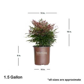 SOUTHERN LIVING 1.5 Gal. Obsession Nandina Live Evergreen Shrub Brilliant-Red New Foliage 43142