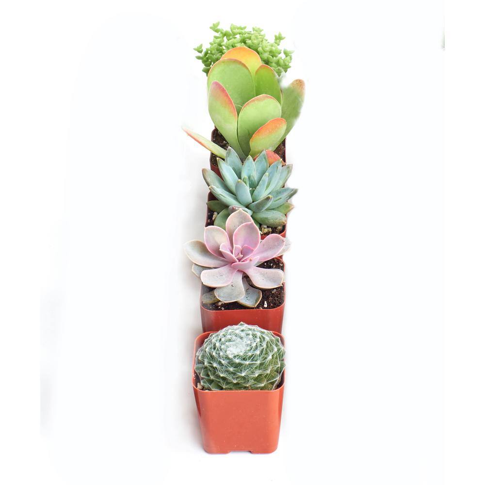 Shop Succulents Assortment of Hand Selected Fully Rooted Live Indoor Pastel Tone Succulent Plants (5-Pack) 5-SUC-PASTEL-2