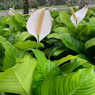 OnlinePlantCenter 3 Gal. Peace Lily (Spathiphyllum) Plant with White Flowers S5507G3