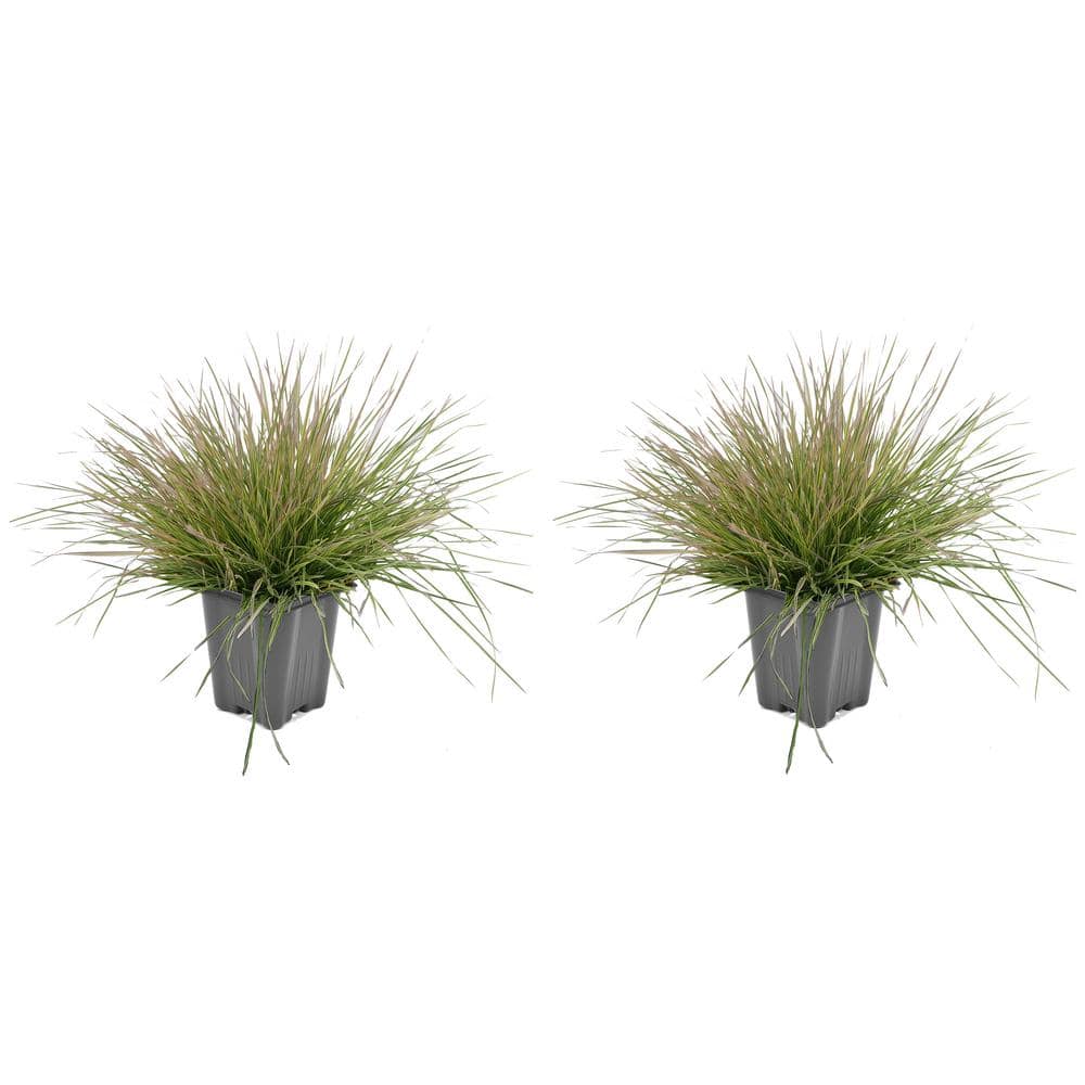 1.0 qt. Perennial Grass Deschampsia Northern Lights (2-Pack) 1454