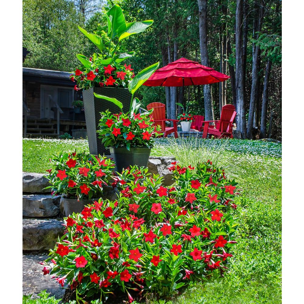 Rio 0.9 Gal. (#9) Patio Pot Dipladenia Flowering Annual Shrub with Red Blooms 1004124213