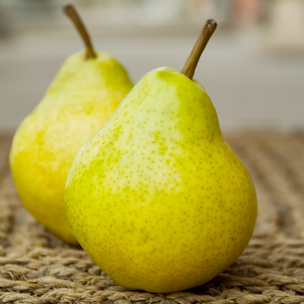 Bartlett Pear Tree