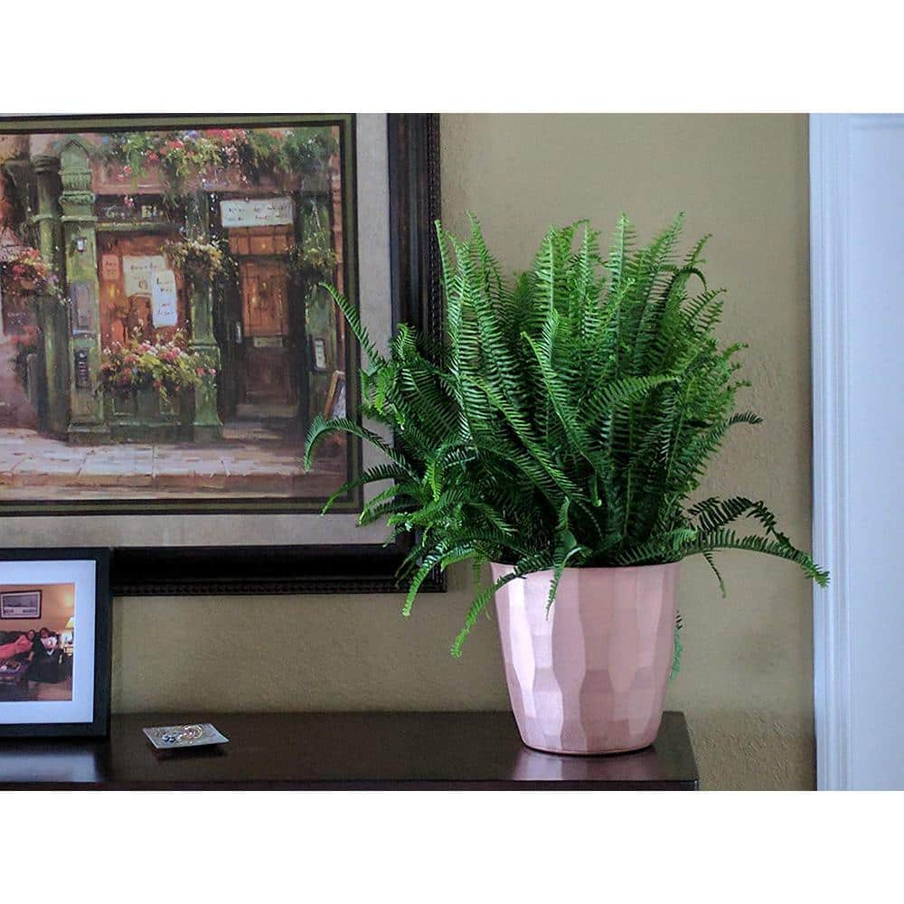 Costa Farms Kimberly Queen IndoorOutdoor Fern in 8-34 in. Grower Pot Avg. Shipping Height 1-2 ft. Tall 10KIM