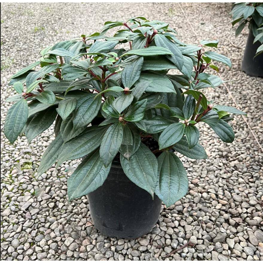 Online Orchards 1 Gal. David Viburnum Evergreen Shrub SBVB003