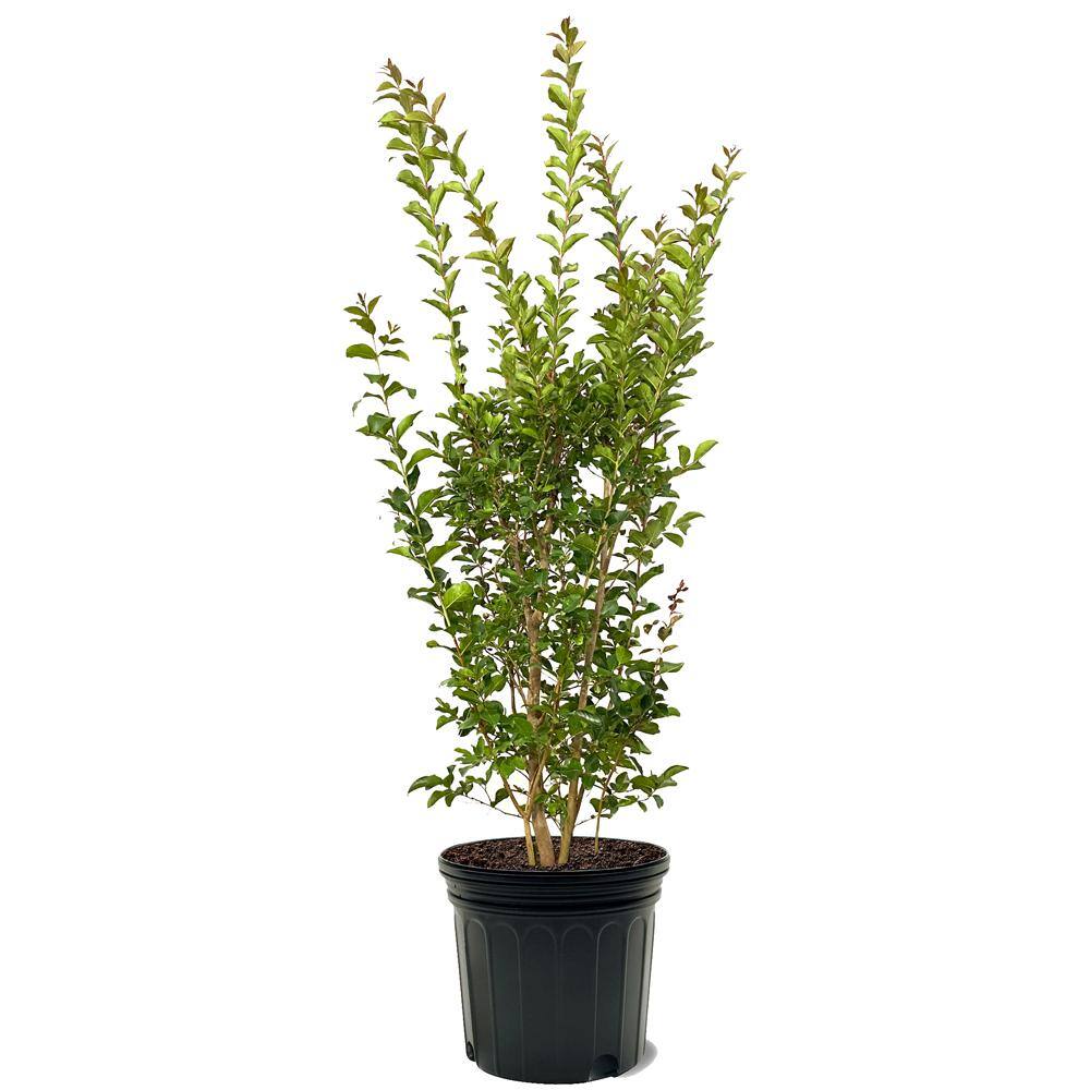 7 Gal. Tuscarora Crape Myrtle Tree CRMTUS07G