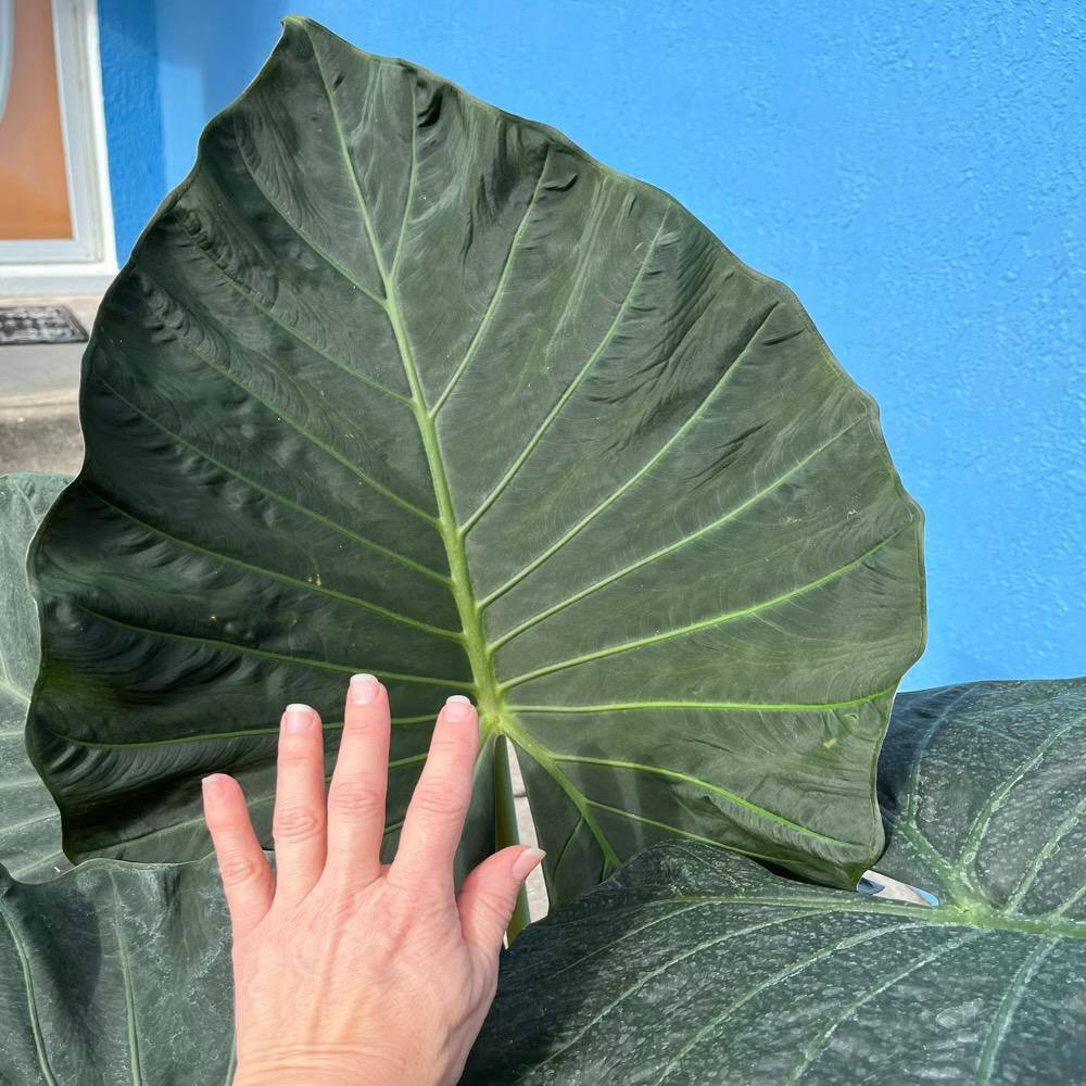 OnlinePlantCenter 3 Gal. Regal Shields Elephant Ear (Alocasia) Plant in 10 in. Black Nursery Pot ALOC0202G3