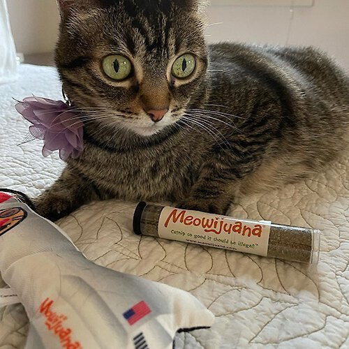 Meowijuana Get Blasted Rocket Wand Refillable Cat Toy with Catnip