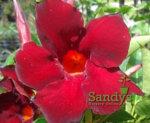 Mandevilla Tropical Plant， Garden Crimson Red Flower， 3 Inch Pot