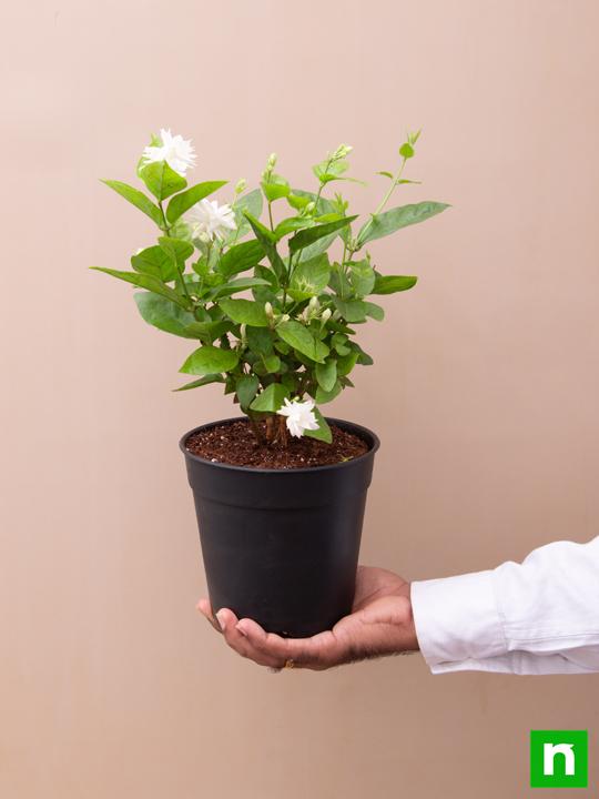 Beautiful Fragrant Mogra, Arabian Jasmine plant with pot