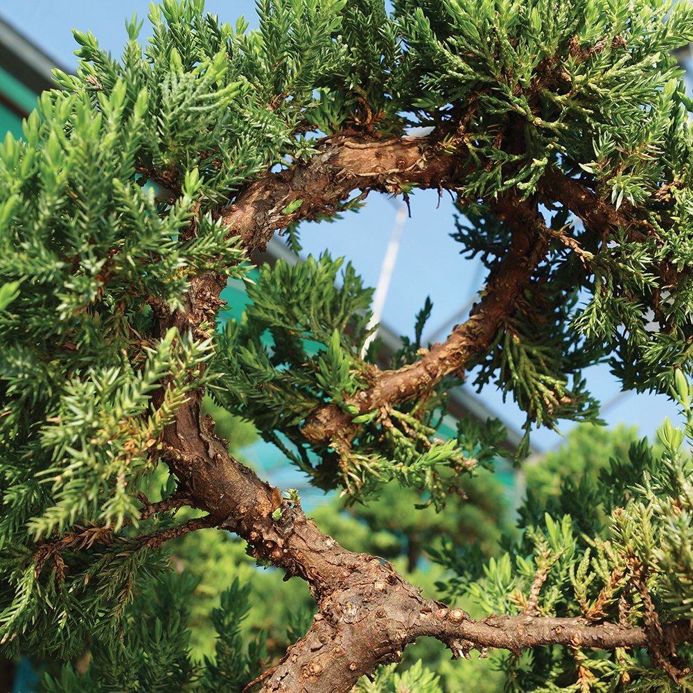 Brussel's Green Mound Juniper Bonsai - Small - (Outdoor) Not Sold in California